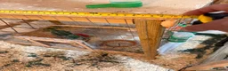 Budgerigars birds for sale: cage Budgerigars - Advert 4