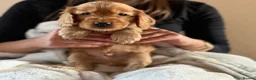Cocker Spaniel dogs for sale: (2 left) KC show type cocker spaniel puppies - Advert 11