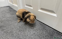 Mini Lop rabbits for sale: Young Male Rabbit/ Complete Starter Kit – Friendly - Image 5