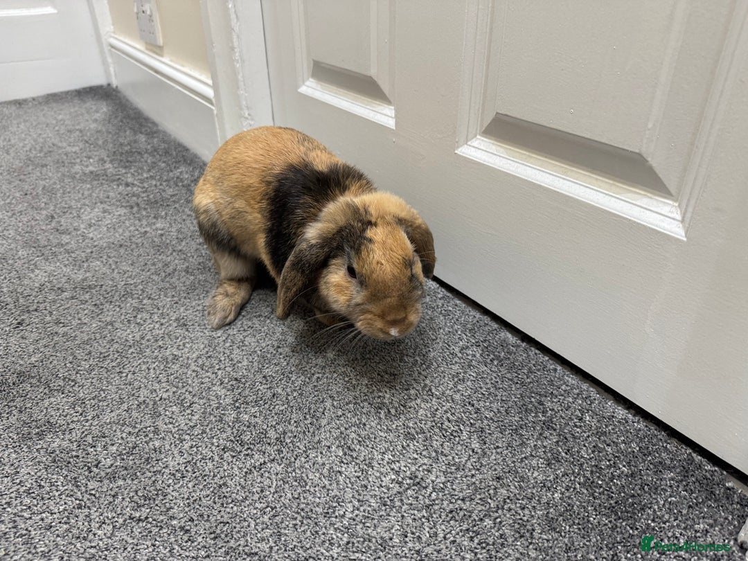 Mini Lop rabbits for sale: Young Male Rabbit/ Complete Starter Kit – Friendly - Image 5