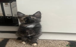 Mixed Breed cats for sale: Kittens for sale  - Image 8