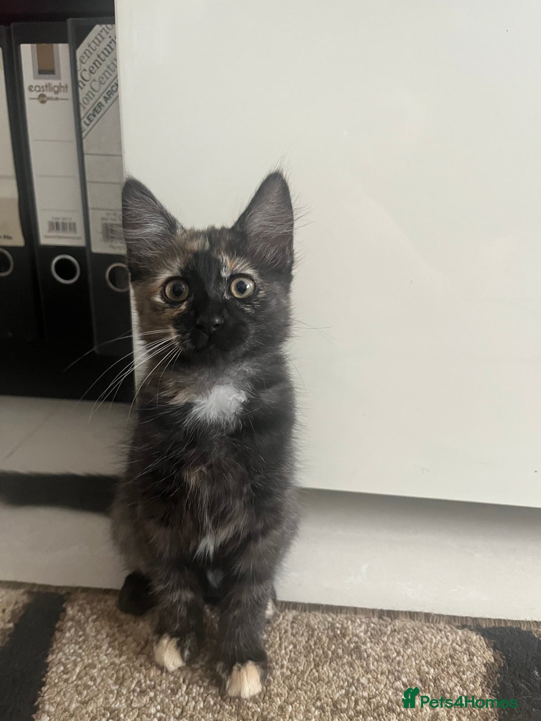 Mixed Breed cats for sale: Kittens for sale  - Image 8