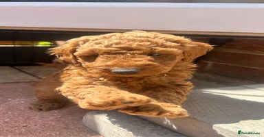 Cavapoo dogs - Advert 1