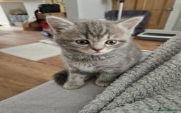 Ragdoll cats for sale: Ragdoll cross British kittens - Image 3