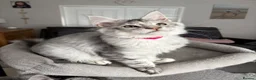 Maine Coon cats for sale: Beautiful TICA registered Maine Coon Kittens,  - Advert 14
