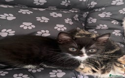 Bengal cats for sale: Beautiful kittens  - Image 7