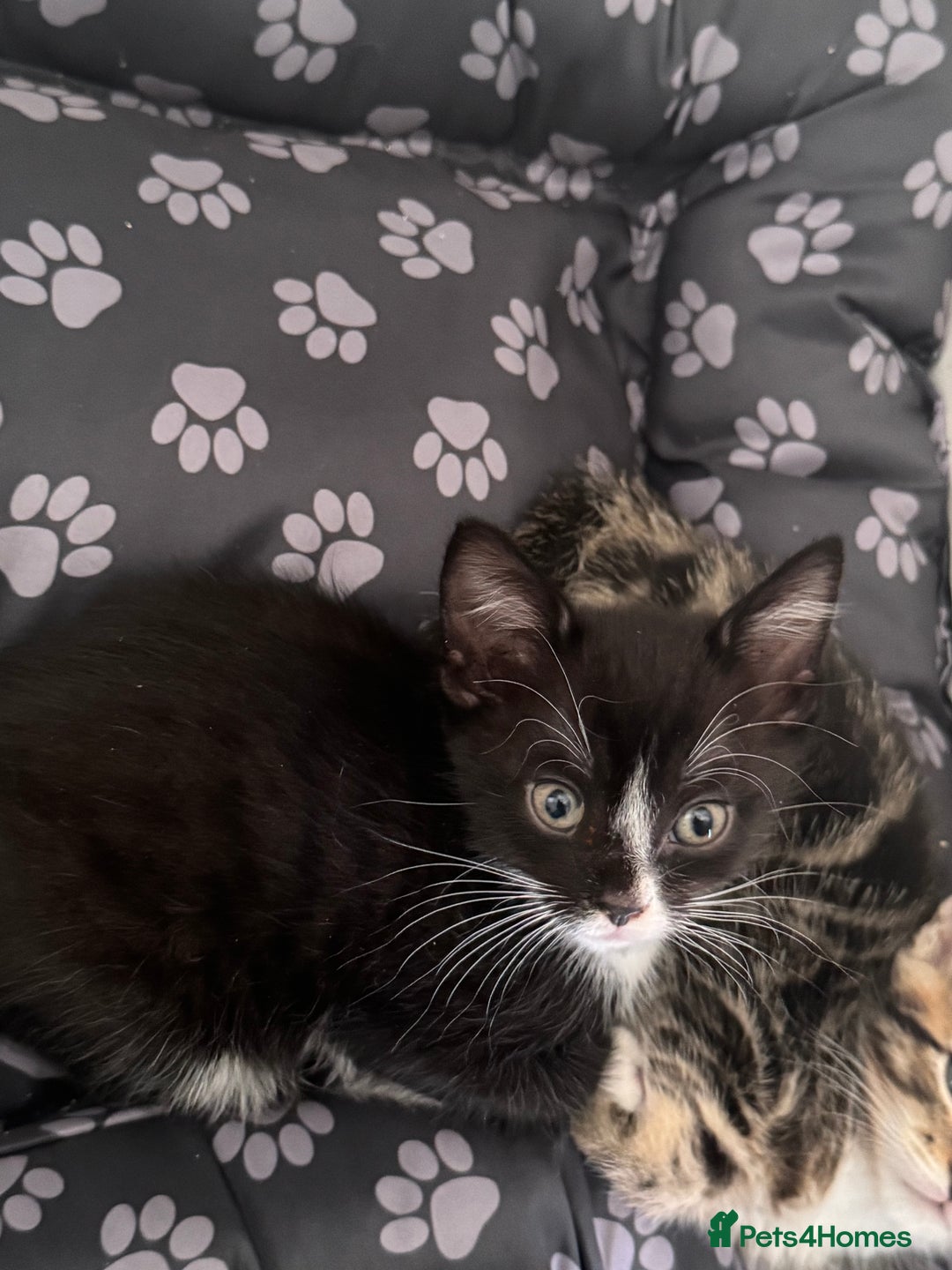 Bengal cats for sale: Beautiful kittens  - Image 7