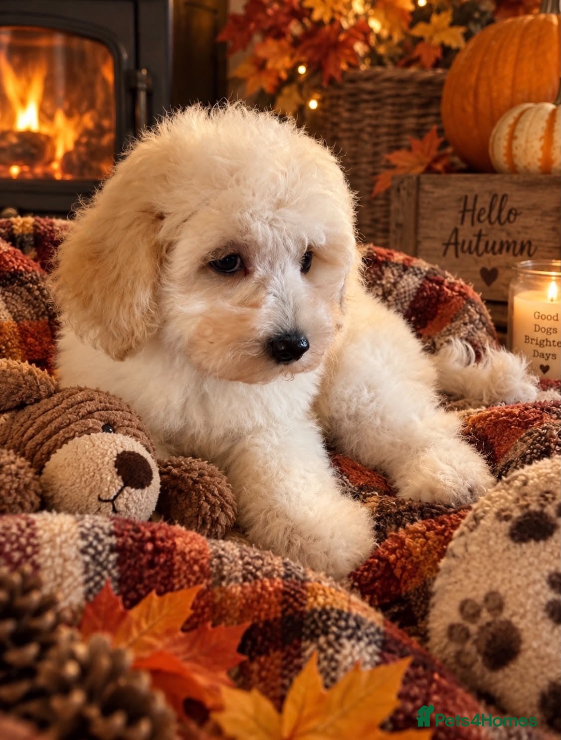 Maltipoo dogs The most gorgeous and affection at multi poos - Advert 1
