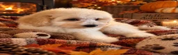 Maltipoo dogs for sale: The most gorgeous and affection at multi poos - Advert 1