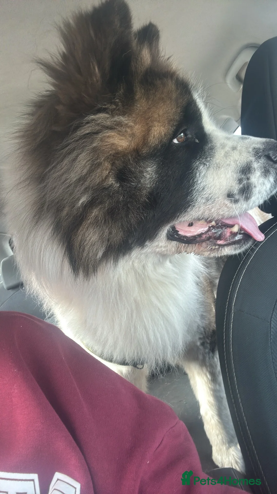 Akita dogs for sale: Full Bear Head Male Akita - Advert 2