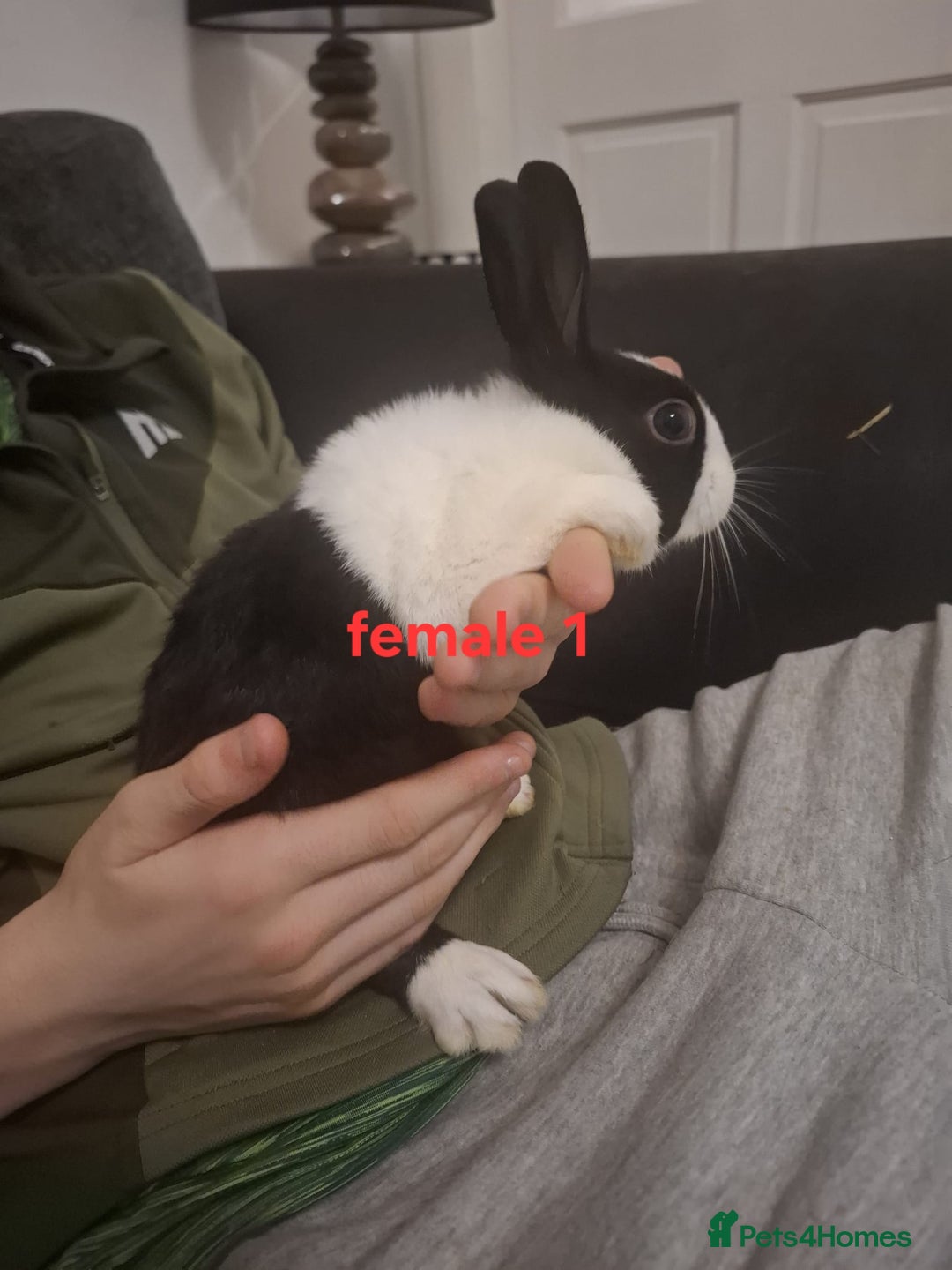 Mixed Breed rabbits for sale: 10 mixed breed rabbits  - Advert 3