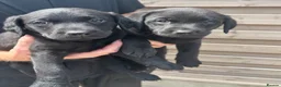 Labrador Retriever dogs for sale: Beautiful healthy Labrador puppies  in Leicester - Advert 10