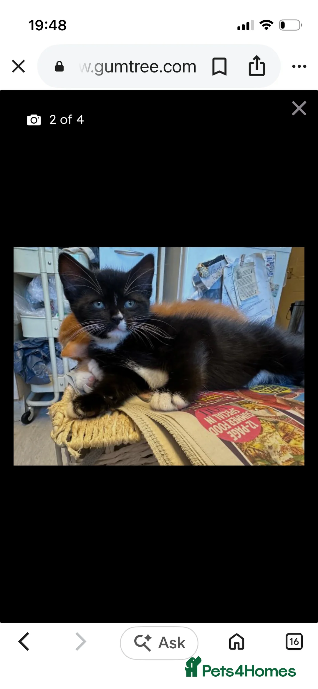 Mixed Breed cats for sale: 12 week kitten  in Bristol - Advert 2