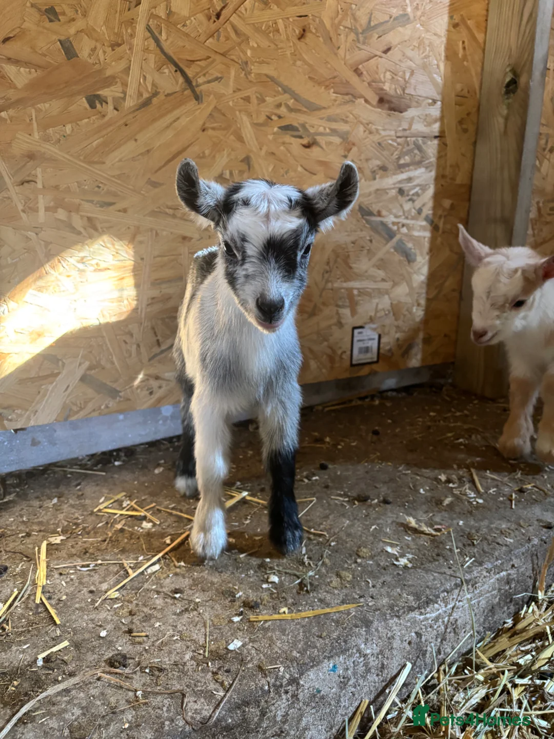 Goats livestock for sale: 2 pygmy goats  in Hope Valley - Advert 5