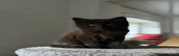 Maine Coon cats for sale: 3x Maine Coon kittens available NOW - Advert 9