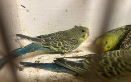 Budgerigars birds for sale: Budgies for sale, all in good health… - Image 4