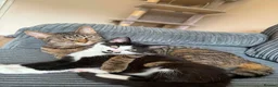 Mixed Breed cats for sale: Cats  in Wirral - Advert 5