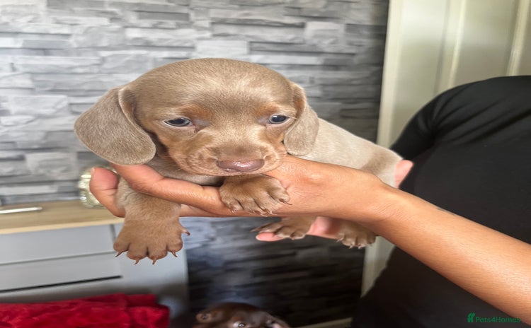 Miniature Dachshund dogs - Advert 11