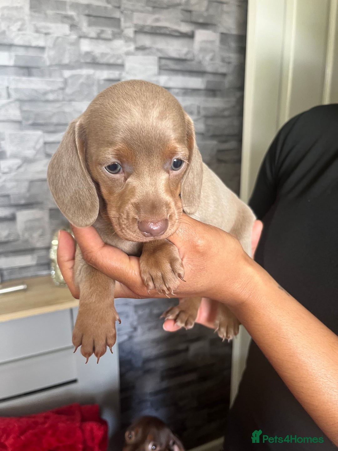 Miniature Dachshund dogs for sale: Beautiful miniature dachshund pups  - Image 8