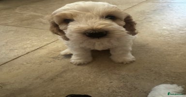 Cockapoo dogs - Advert 15