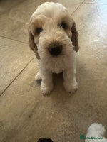 Cockapoo dogs - Advert 9