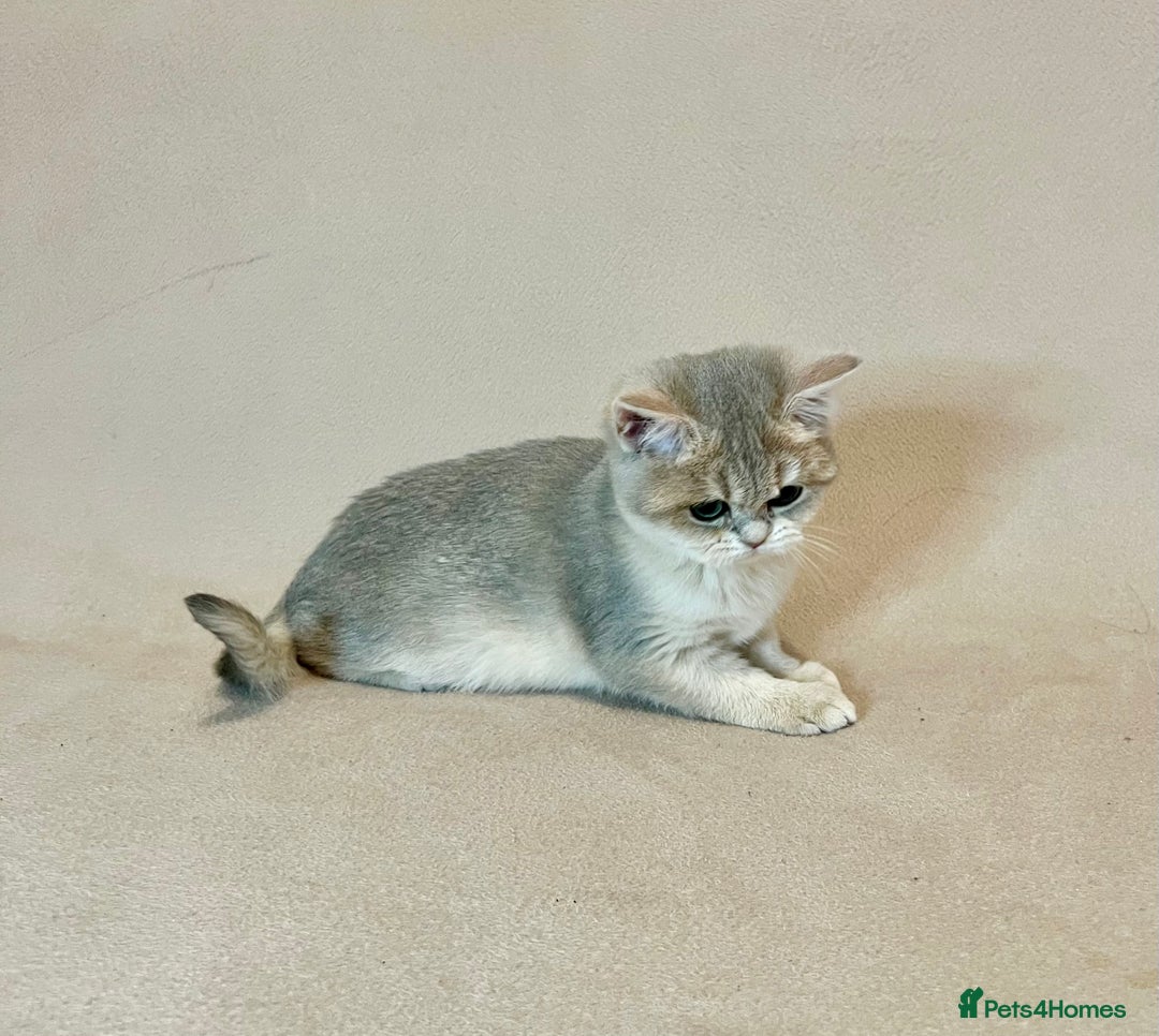 British Shorthair cats for sale: 🐾 Pure BSH Kittens 🐾  - Advert 14