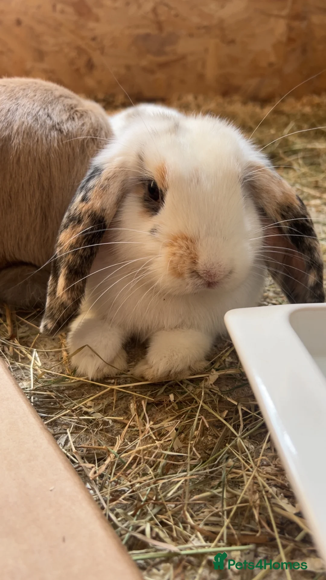 Mini Lop rabbits for sale: Young rabbit  - Advert 2