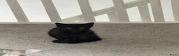 Mixed Breed cats for sale: Two beautiful kittens - Advert 3
