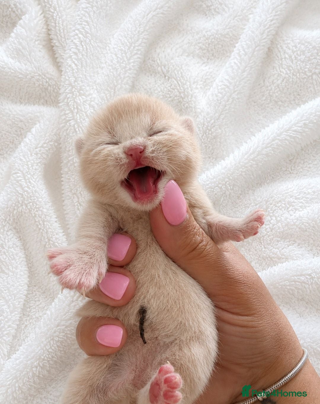 British Shorthair cats Exceptional Champion🏆 British longhair kitten - Advert 2