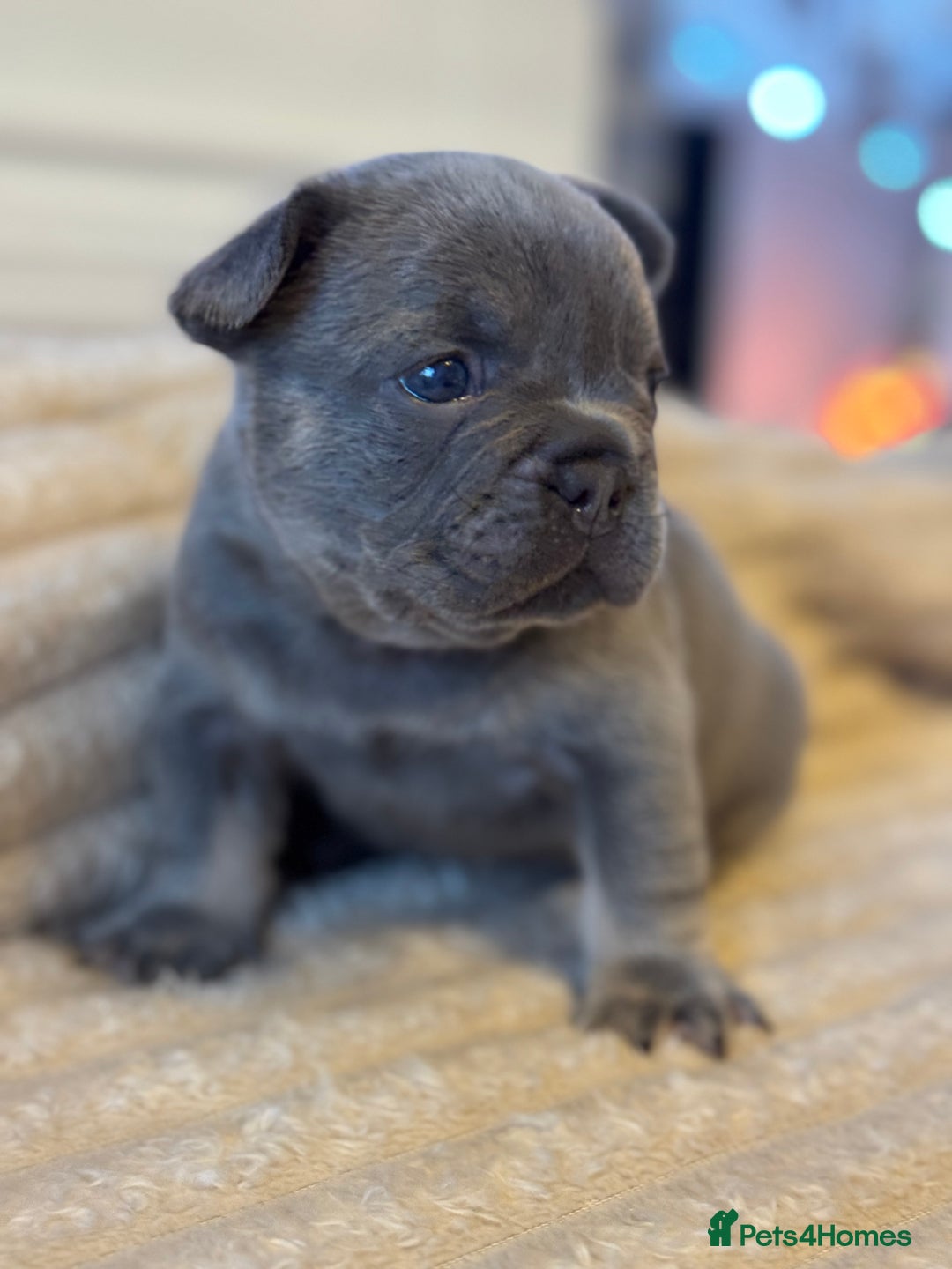 French Bulldog dogs for sale: AMAZING QUALITY FRENCH BULLDOG PUPS  - Advert 9