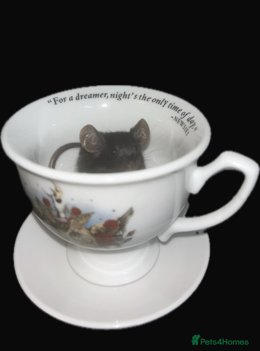 Mouse rodents for sale: Fancy mice 3 boys available  - Image 2