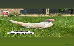 Chickens poultry for sale: Bantam hens at point of lay - Image 2