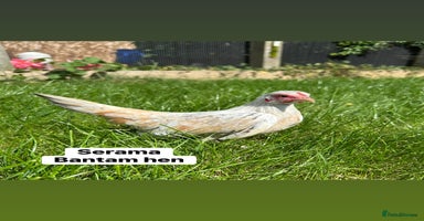 Chickens poultry - Advert 13