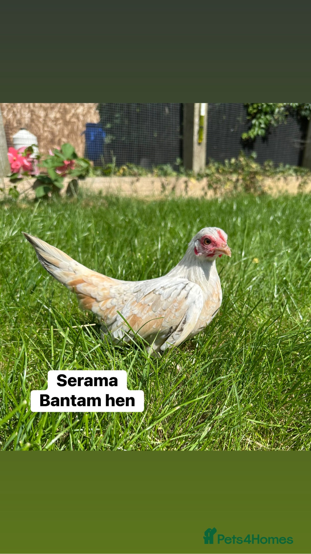 Chickens poultry for sale: Bantam hens at point of lay - Image 2
