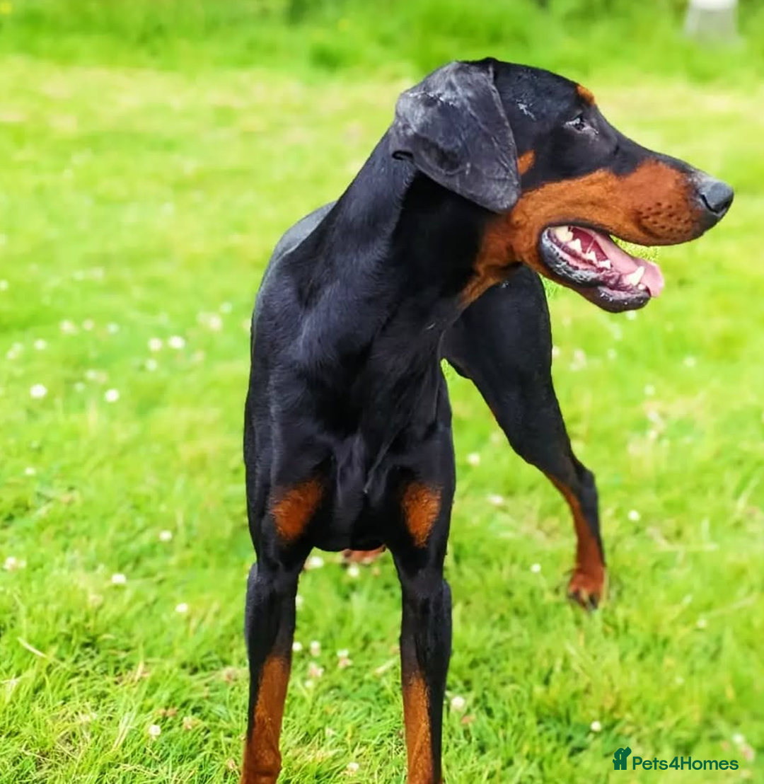 Dobermann dogs for sale: Beautiful doberman puppies ready for foreve homes  - Image 8