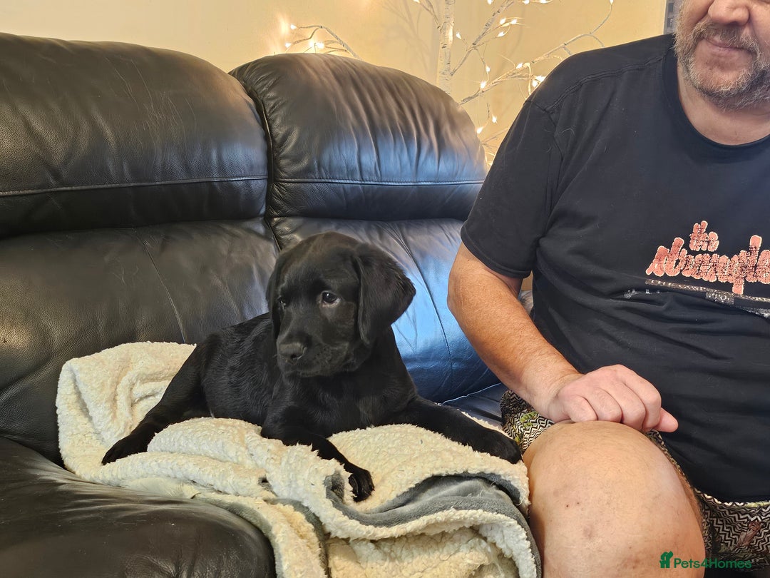 Labrador Retriever dogs for sale: Mr Dearden - Advert 5