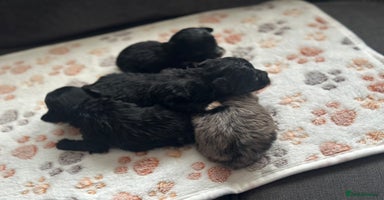 Maltipoo dogs - Advert 16