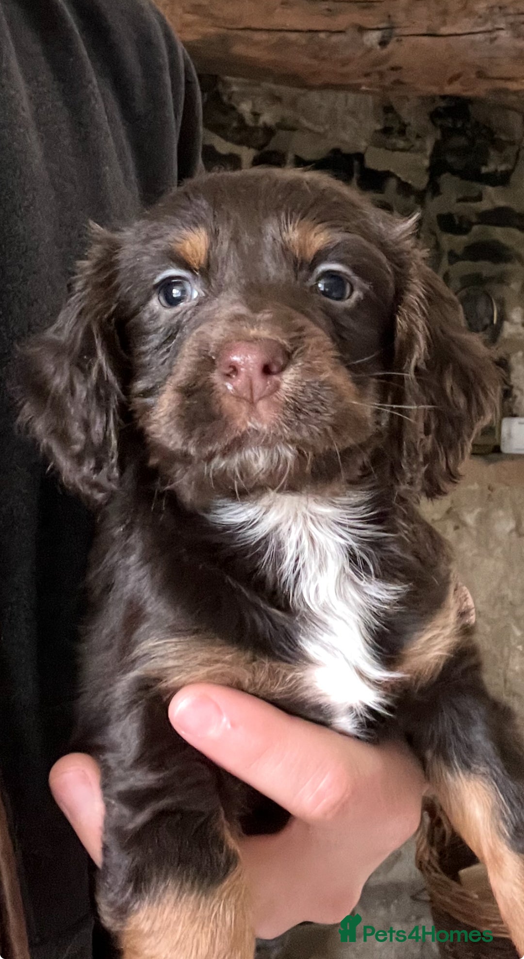 Cocker Spaniel dogs for stud: HEALTH TESTED KC COCKER SPANIEL FOR STUD - Image 8