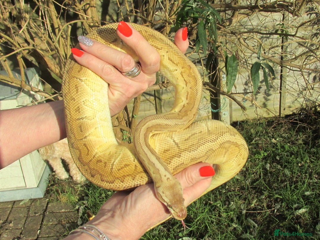 Python Snake reptiles for sale: Pinstripe Lesser Yellow Belly  pastel  - Image 2