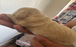 Cocker Spaniel dogs for sale: Golden Cocker spaniel puppy  - Image 1