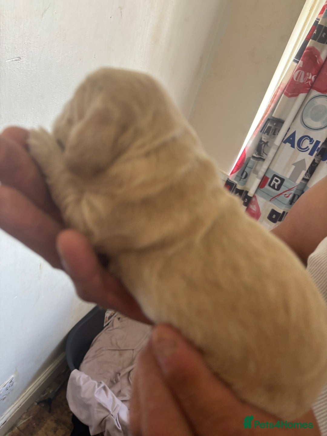 Cocker Spaniel dogs for sale: Golden Cocker spaniel puppy  - Image 1