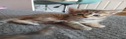 Mixed Breed cats for sale: 4 beautiful kittens ready to reserved  - Advert 34