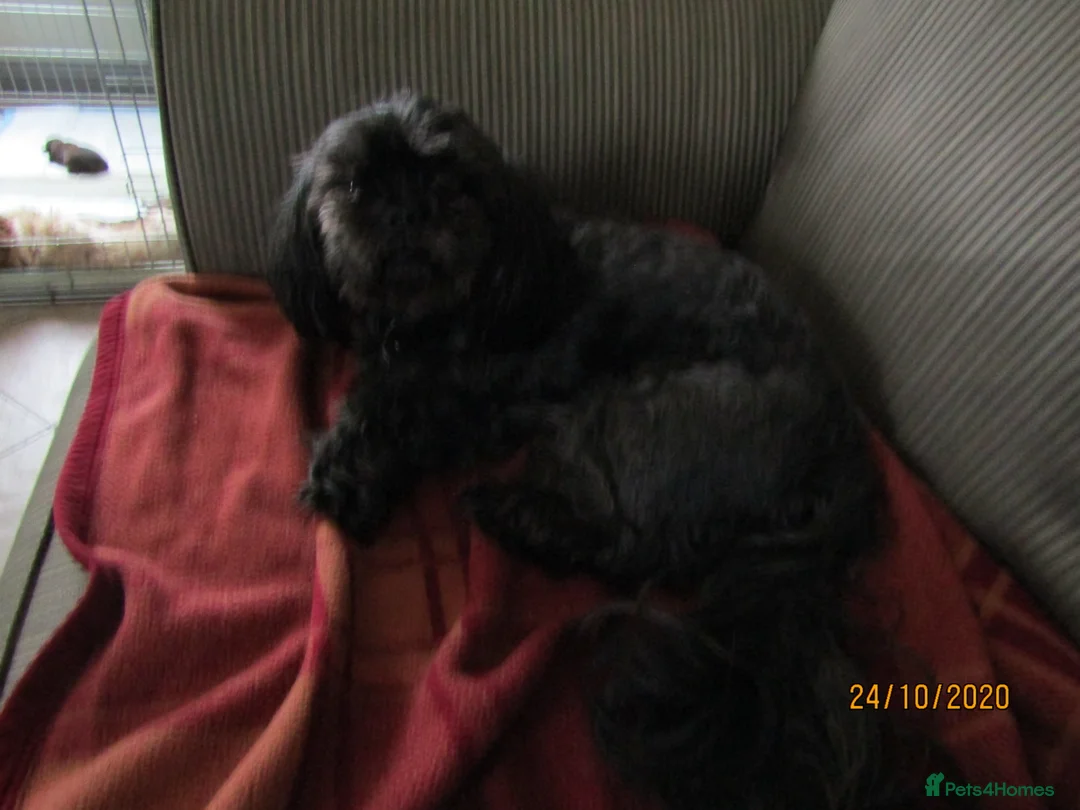 Shih Tzu dogs for stud: Bailey for stud in Spalding - Advert 31