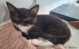 British Shorthair cats for sale: 3 beautiful kittens ready for forever homes - Image 7