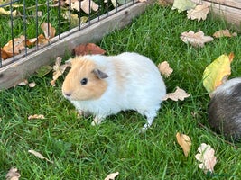 Guinea Pig rodents - Advert 5