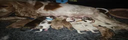 Cocker Spaniel dogs for sale: 🧡🐾🧡Beautiful Cocker Spaniel Puppies coming soon - Advert 14