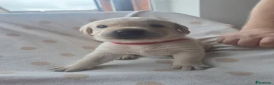 Labrador Retriever 4