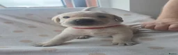 Labrador Retriever dogs for sale: Beautiful labrador puppies  - Advert 25