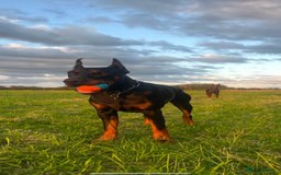 Dobermann dogs for sale: ⭐️ Pregnancy confirmed FULL EUROPEAN DOBERMANN ⭐️ - Image 5