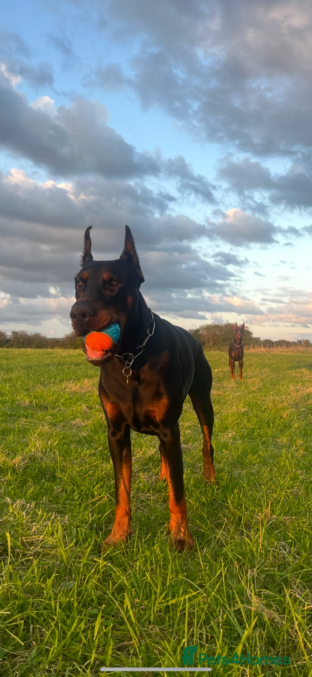 Dobermann dogs for sale: ⭐️ Pregnancy confirmed FULL EUROPEAN DOBERMANN ⭐️ - Image 5